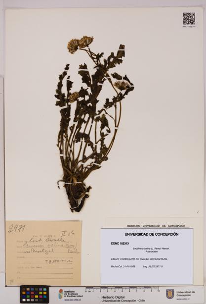 Leucheria salina [Espécimen: UDEC:CONC:0102313]