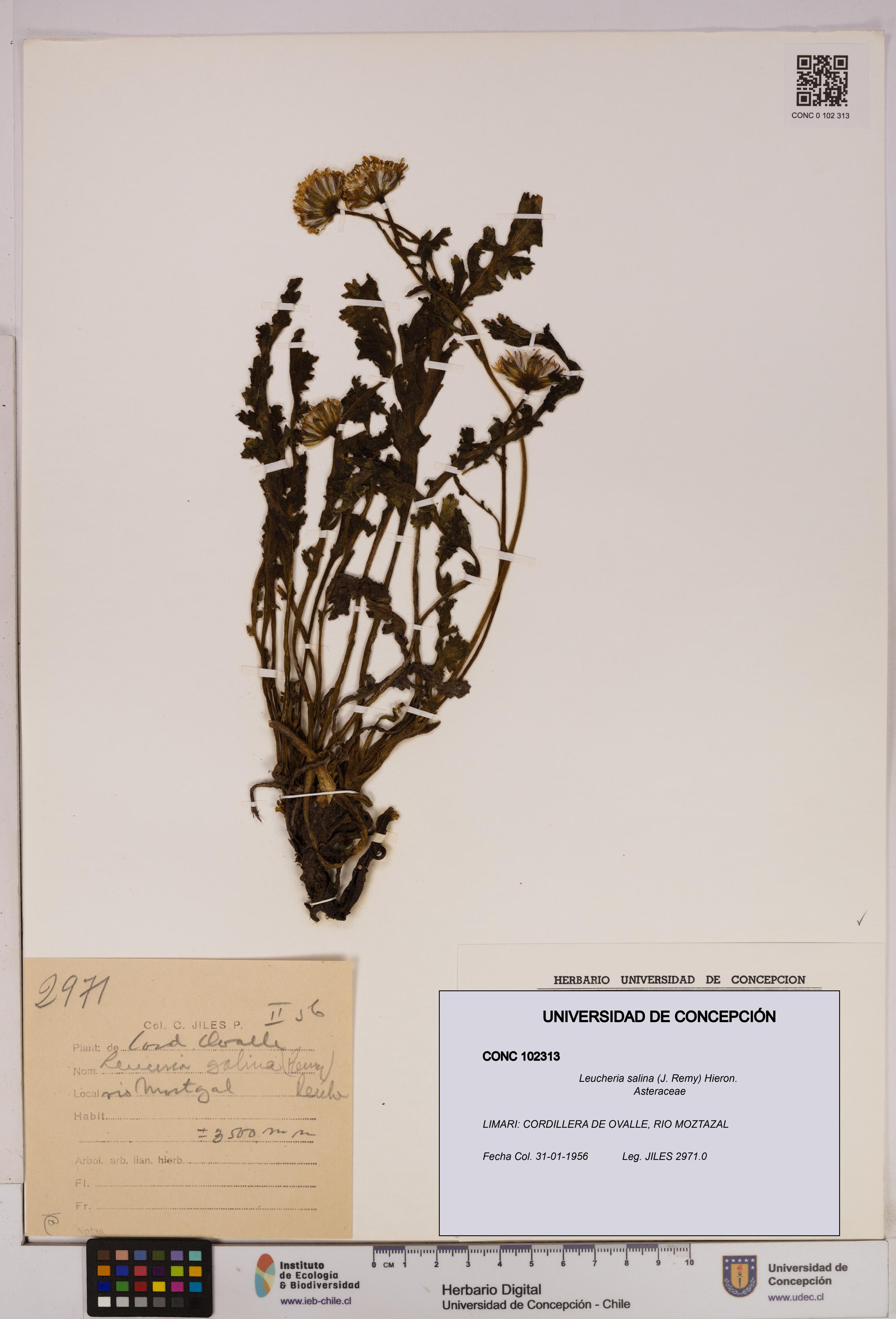 Leucheria salina [Espécimen: UDEC:CONC:0102313]