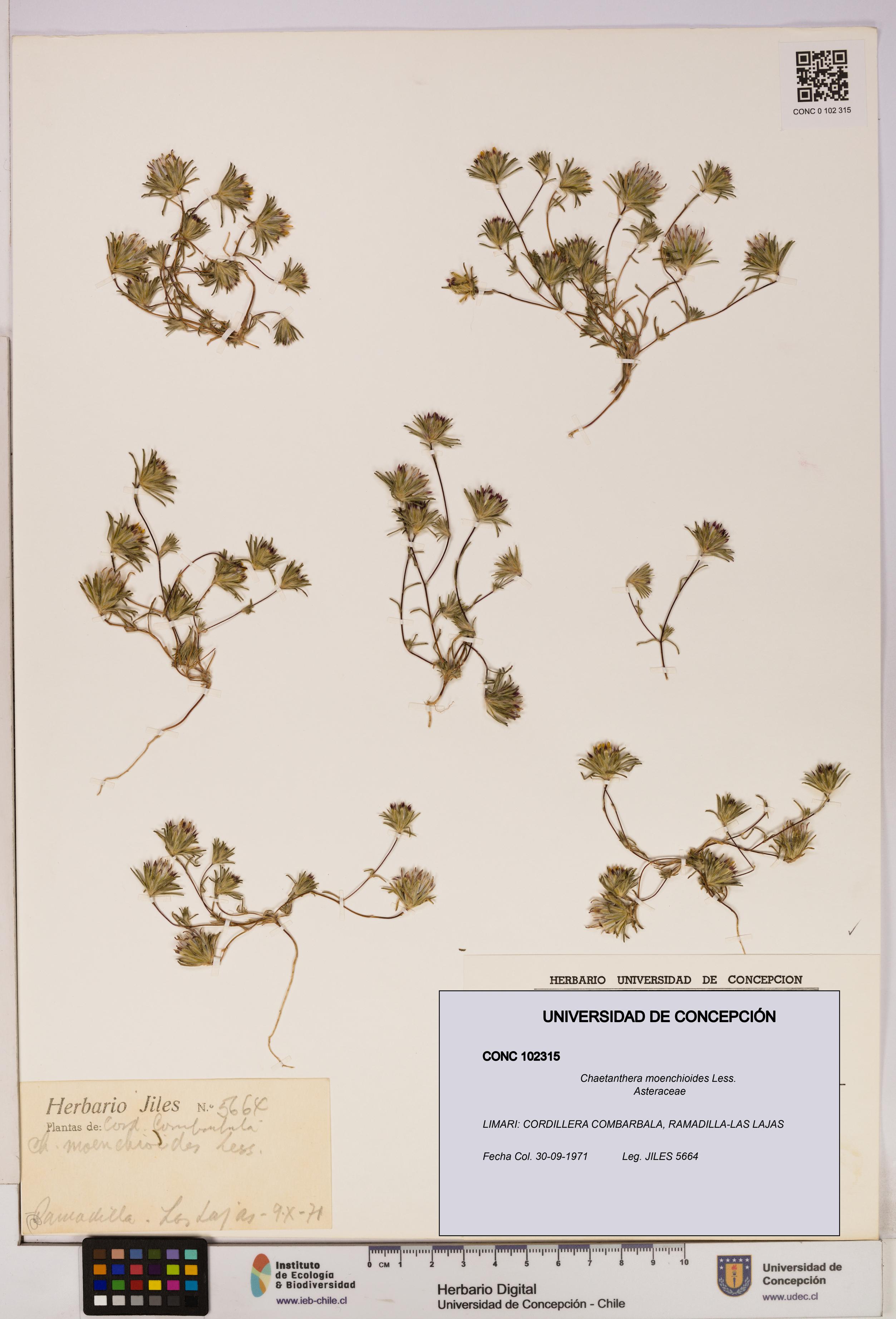 Chaetanthera moenchioides [Espécimen: UDEC:CONC:0102315]