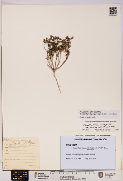 Chaetanthera depauperata [Espécimen: UDEC:CONC:0102317]