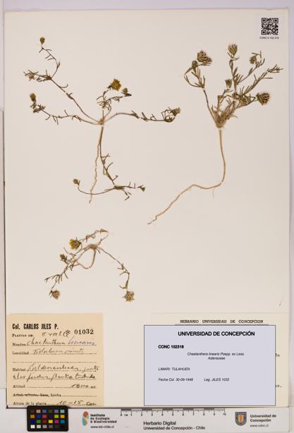 Chaetanthera linearis [Espécimen: UDEC:CONC:0102318]