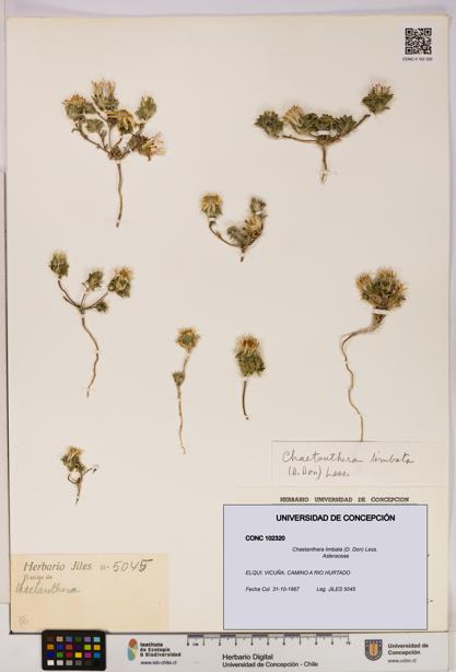 Chaetanthera limbata [Espécimen: UDEC:CONC:0102320]