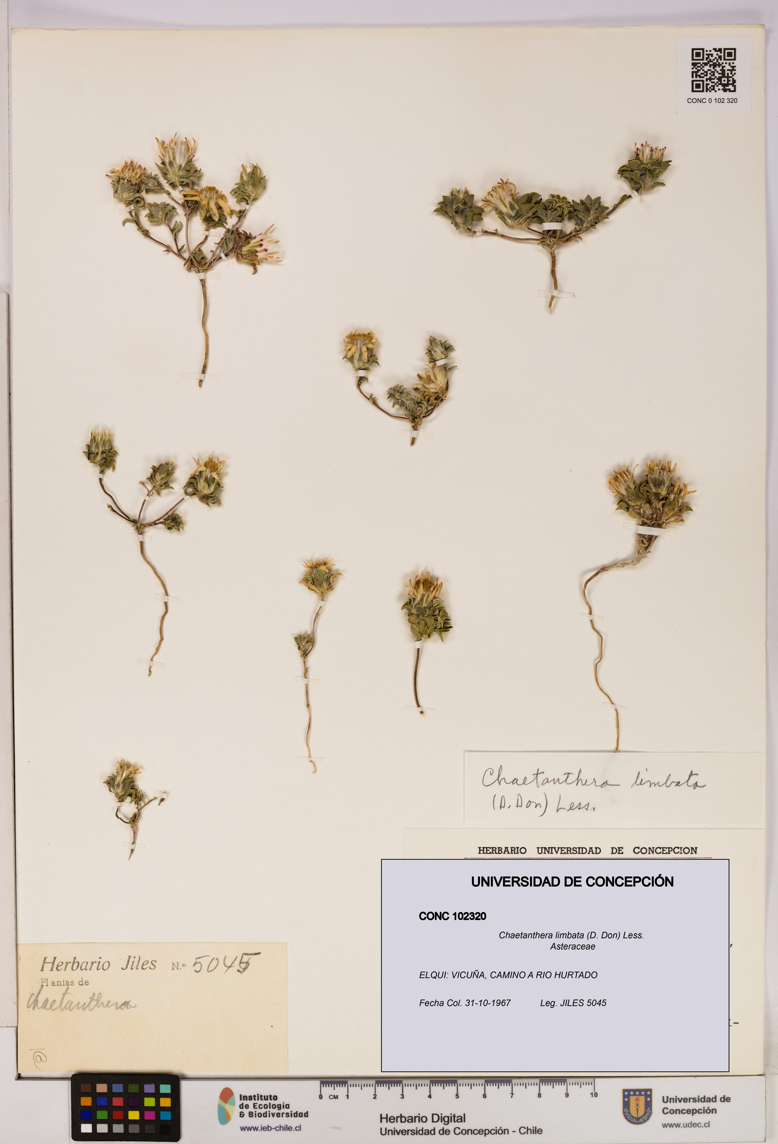 Chaetanthera limbata [Espécimen: UDEC:CONC:0102320]