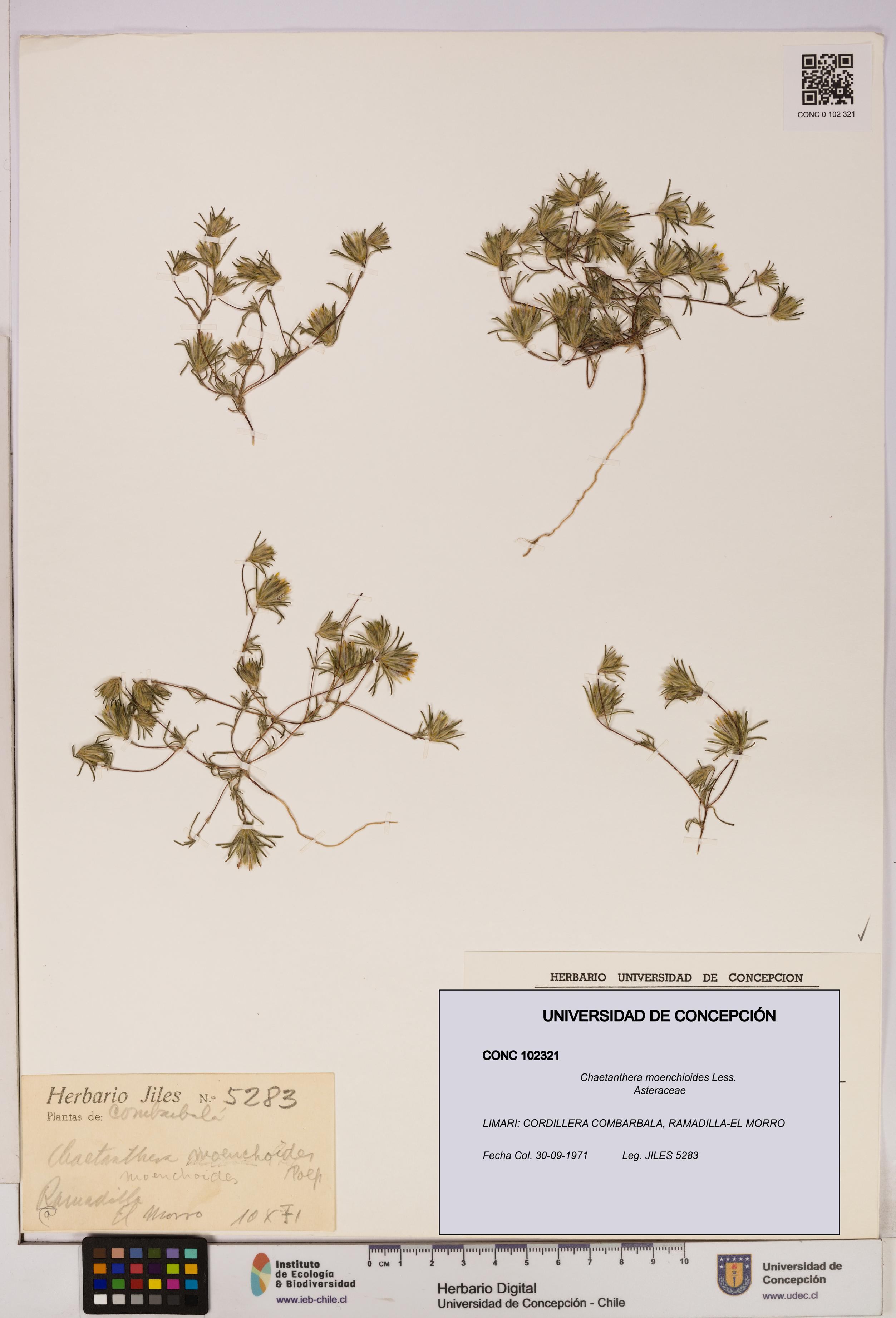 Chaetanthera moenchioides [Espécimen: UDEC:CONC:0102321]