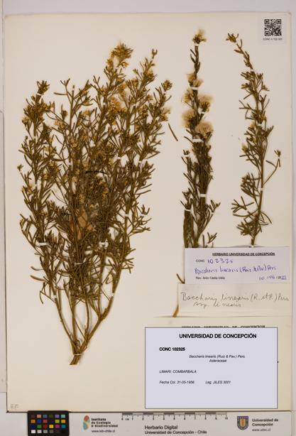 Baccharis linearis [Espécimen: UDEC:CONC:0102325]