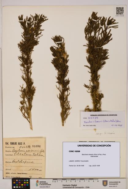 Baccharis linearis [Espécimen: UDEC:CONC:0102328]