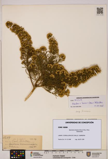 Baccharis linearis [Espécimen: UDEC:CONC:0102329]