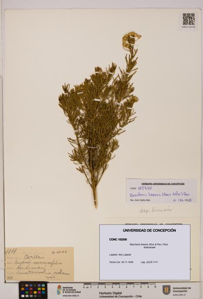 Baccharis linearis [Espécimen: UDEC:CONC:0102330]
