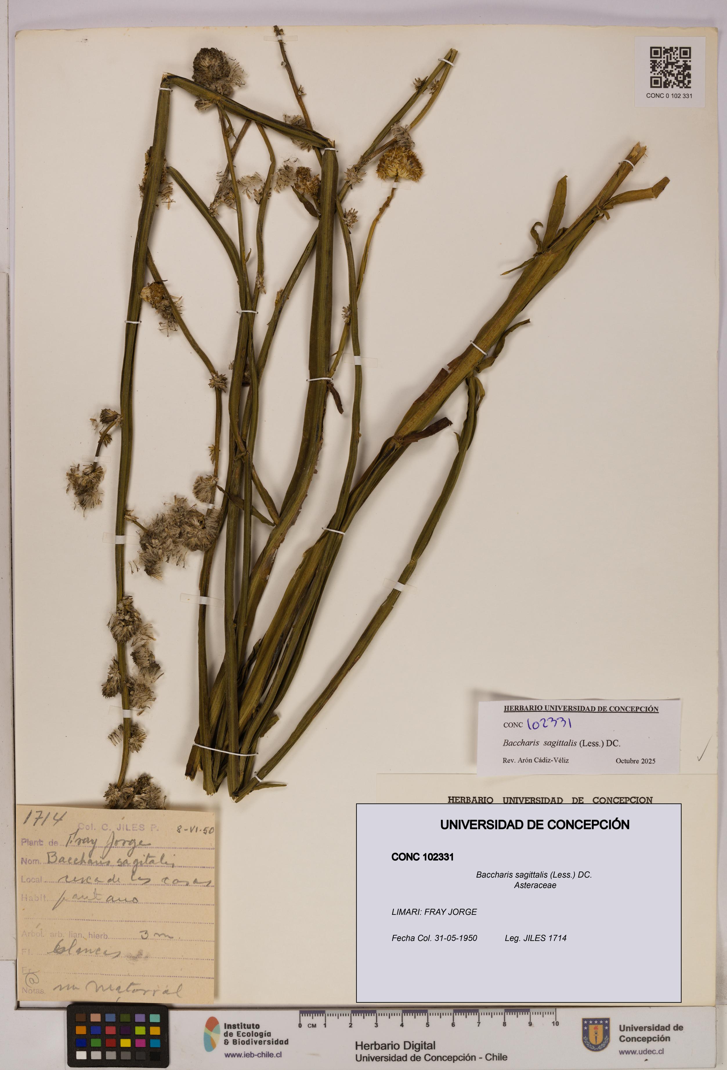 Baccharis sagittalis [Espécimen: UDEC:CONC:0102331]