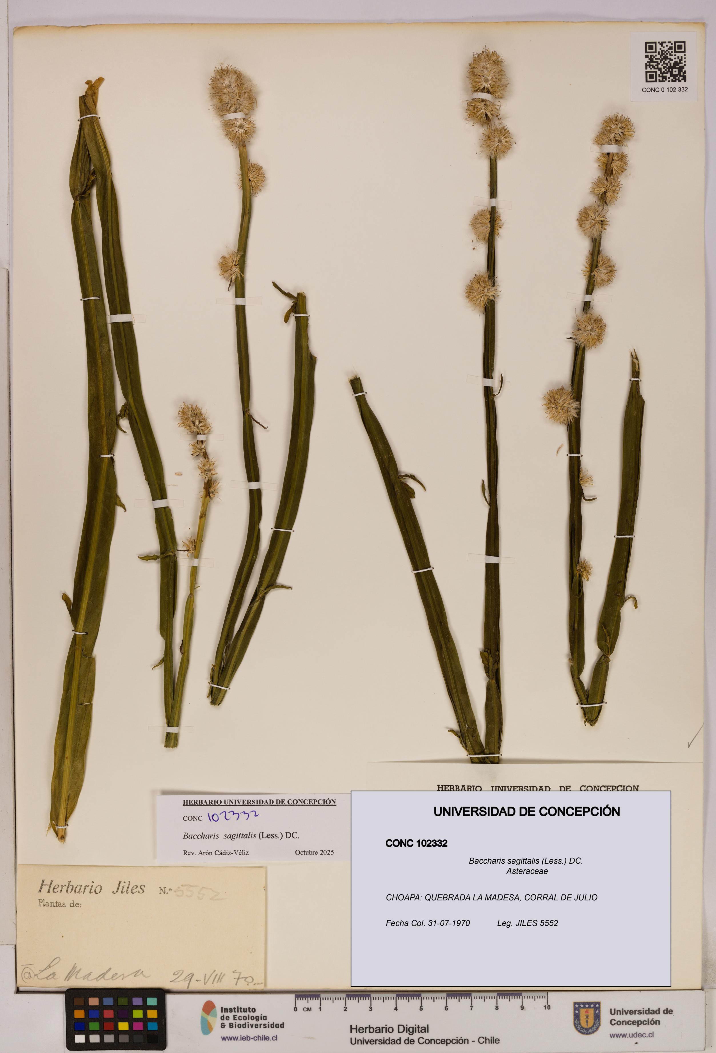 Baccharis sagittalis [Espécimen: UDEC:CONC:0102332]