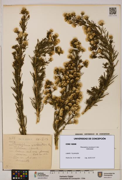 Pleocarphus revolutus [Espécimen: UDEC:CONC:0102335]