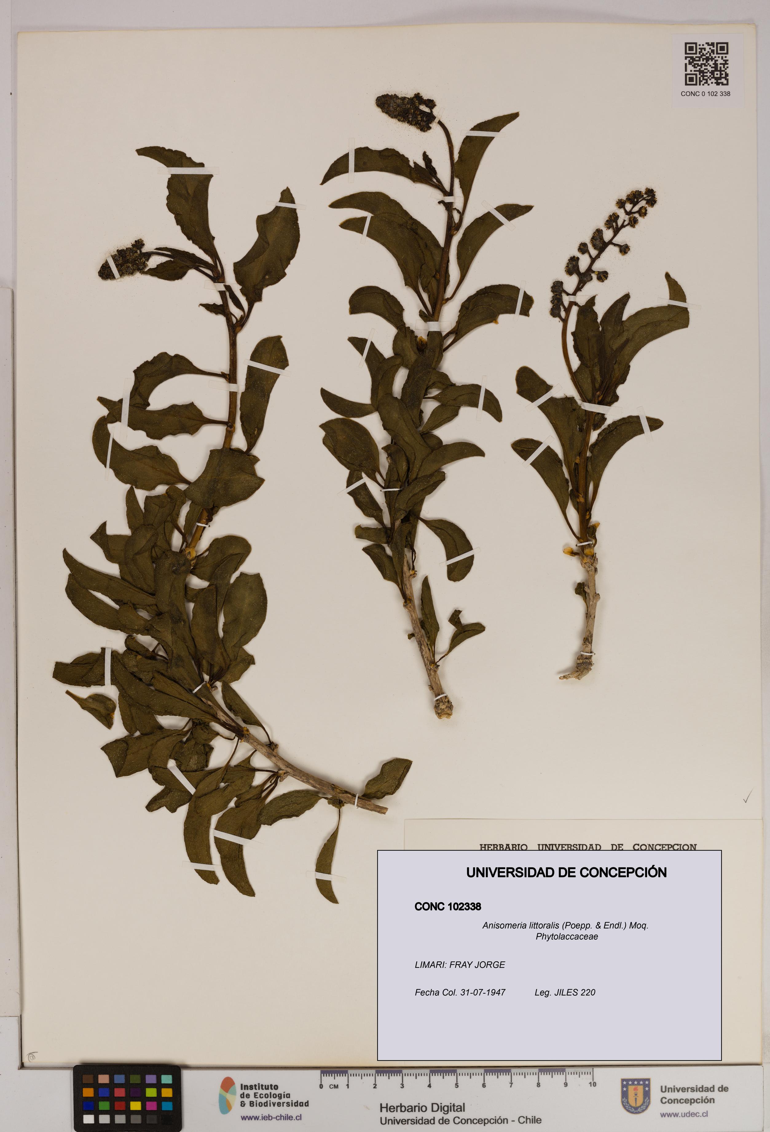 Anisomeria littoralis [Espécimen: UDEC:CONC:0102338]