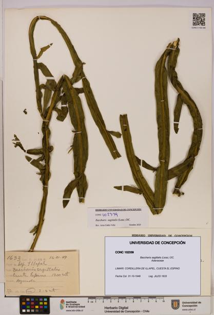 Baccharis sagittalis [Espécimen: UDEC:CONC:0102339]