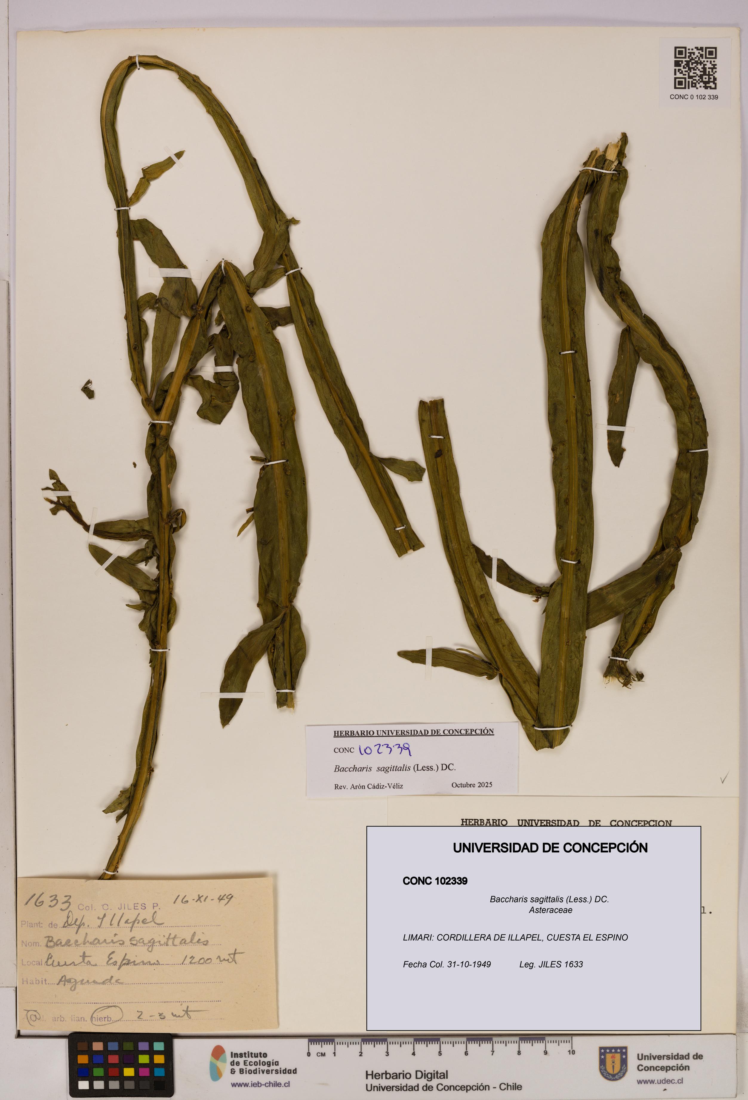 Baccharis sagittalis [Espécimen: UDEC:CONC:0102339]