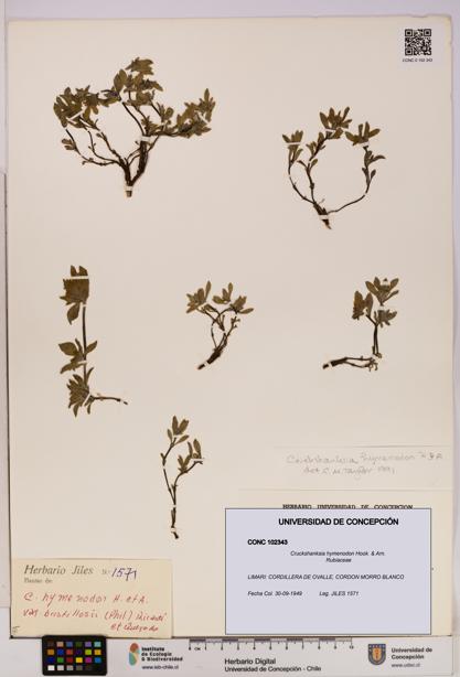 Cruckshanksia hymenodon [Espécimen: UDEC:CONC:0102343]