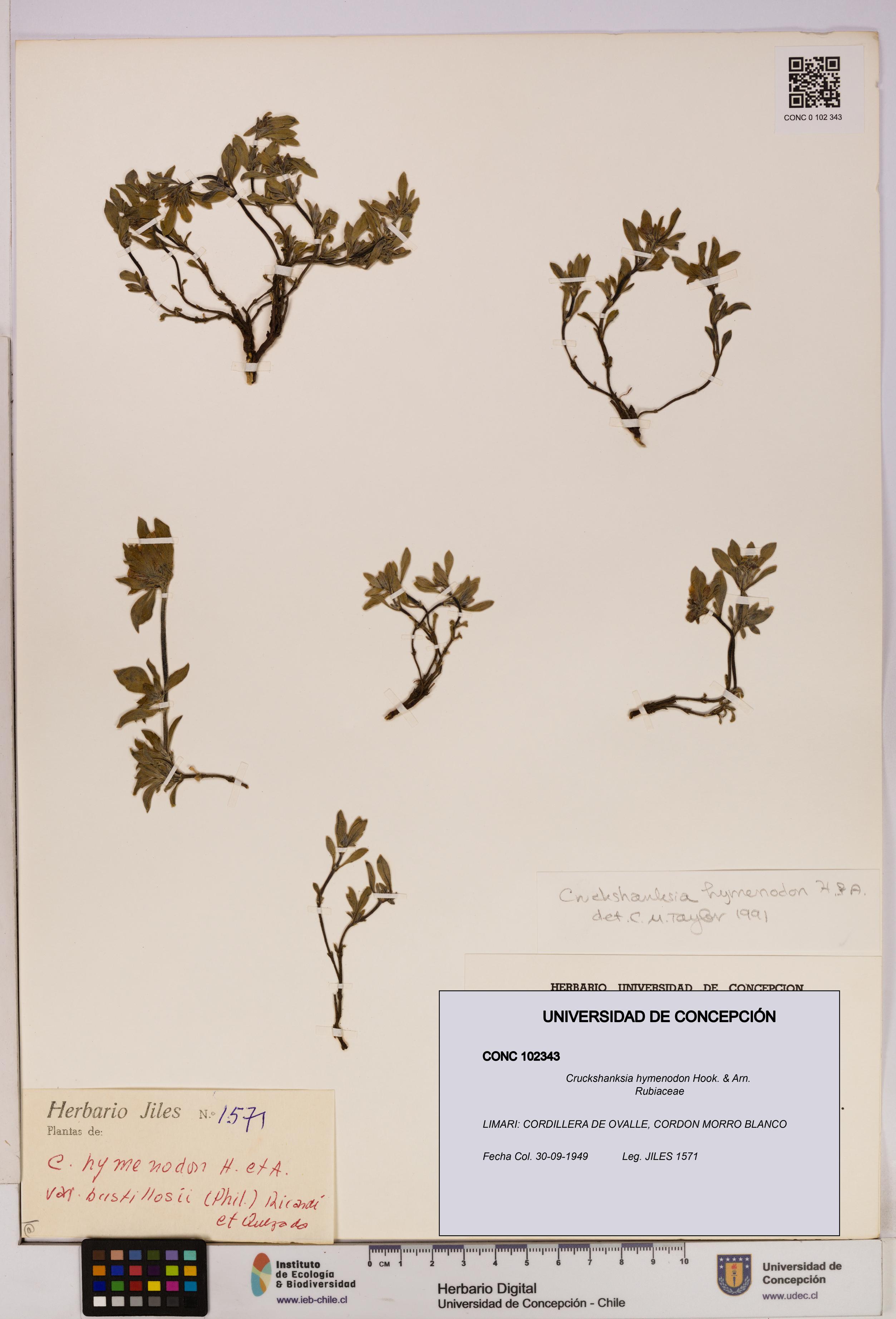 Cruckshanksia hymenodon [Espécimen: UDEC:CONC:0102343]