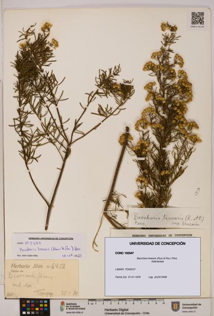 Baccharis linearis [Espécimen: UDEC:CONC:0102347]