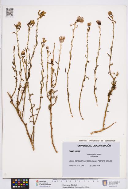 Senecio jilesii [Espécimen: ]
