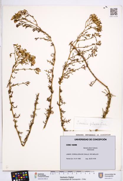 Senecio jilesii [Espécimen: ]