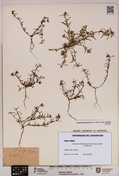 Camissonia dentata [Espécimen: UDEC:CONC:0102358]