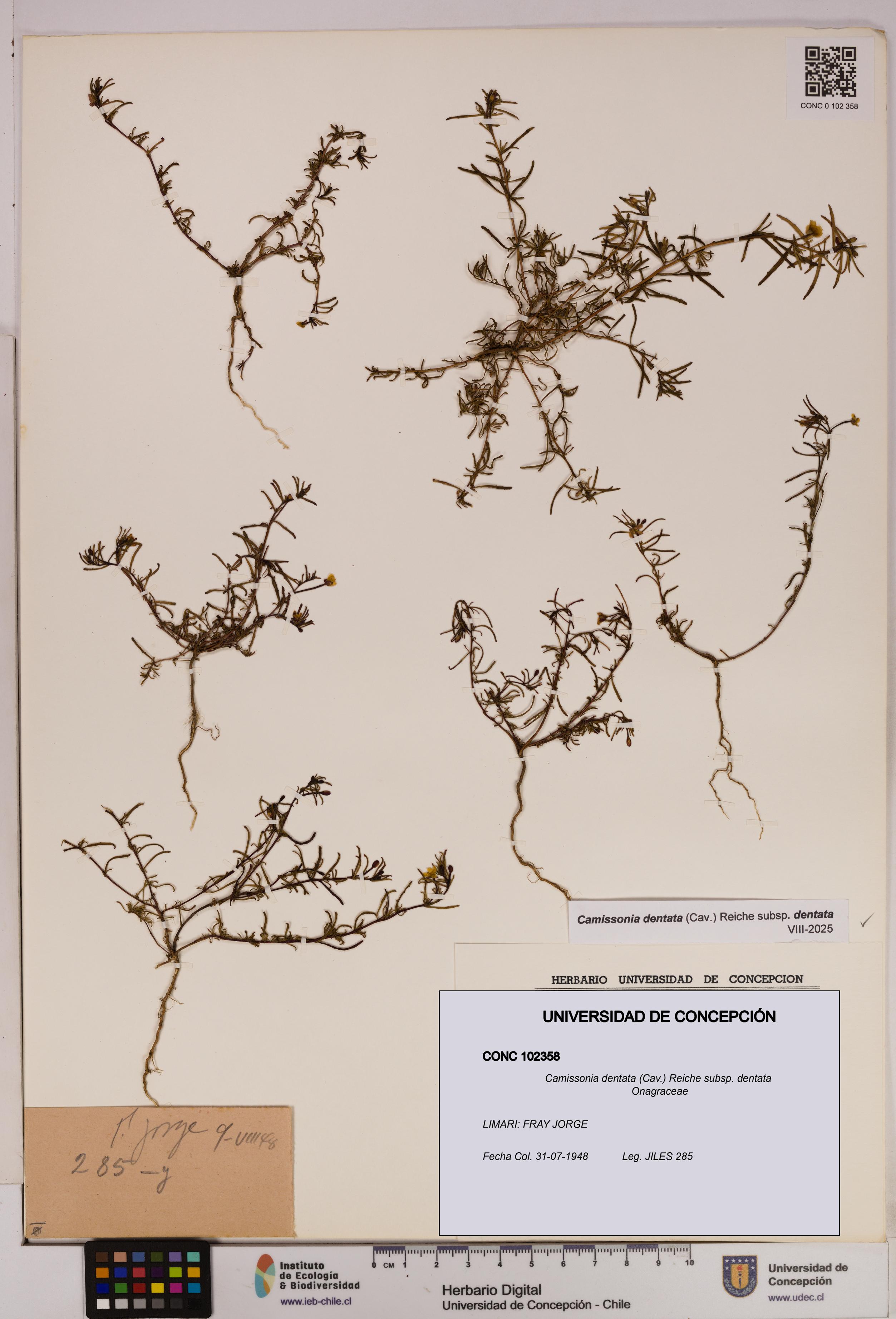 Camissonia dentata [Espécimen: UDEC:CONC:0102358]