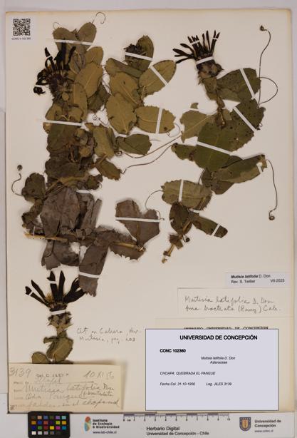 Mutisia latifolia [Espécimen: UDEC:CONC:0102360]