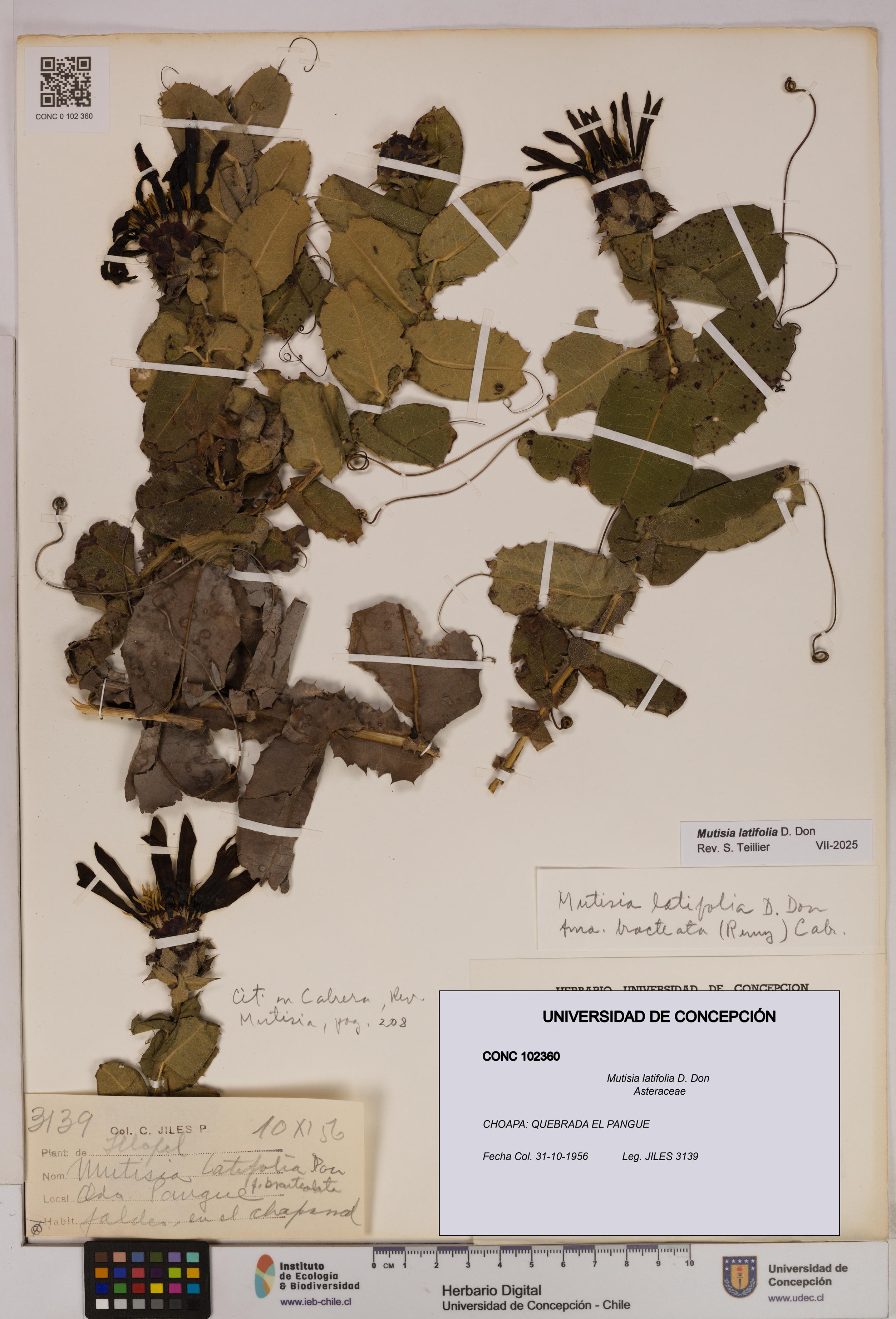 Mutisia latifolia [Espécimen: UDEC:CONC:0102360]