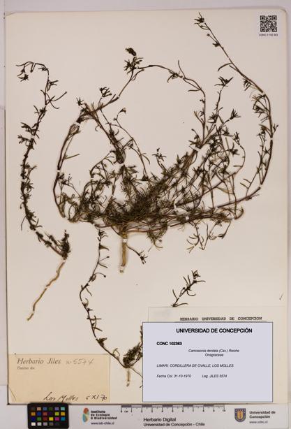 Camissonia dentata [Espécimen: UDEC:CONC:0102363]