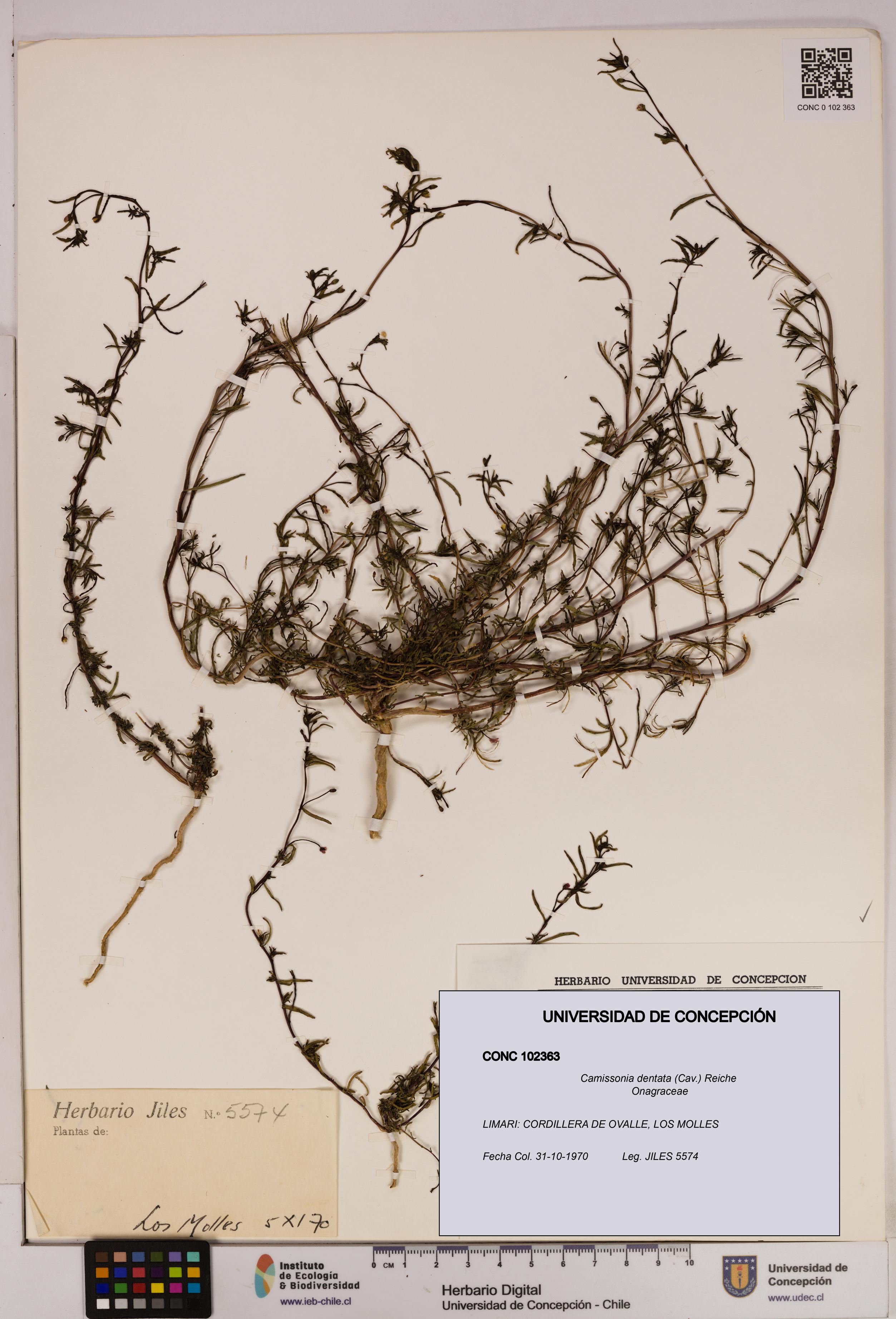Camissonia dentata [Espécimen: UDEC:CONC:0102363]