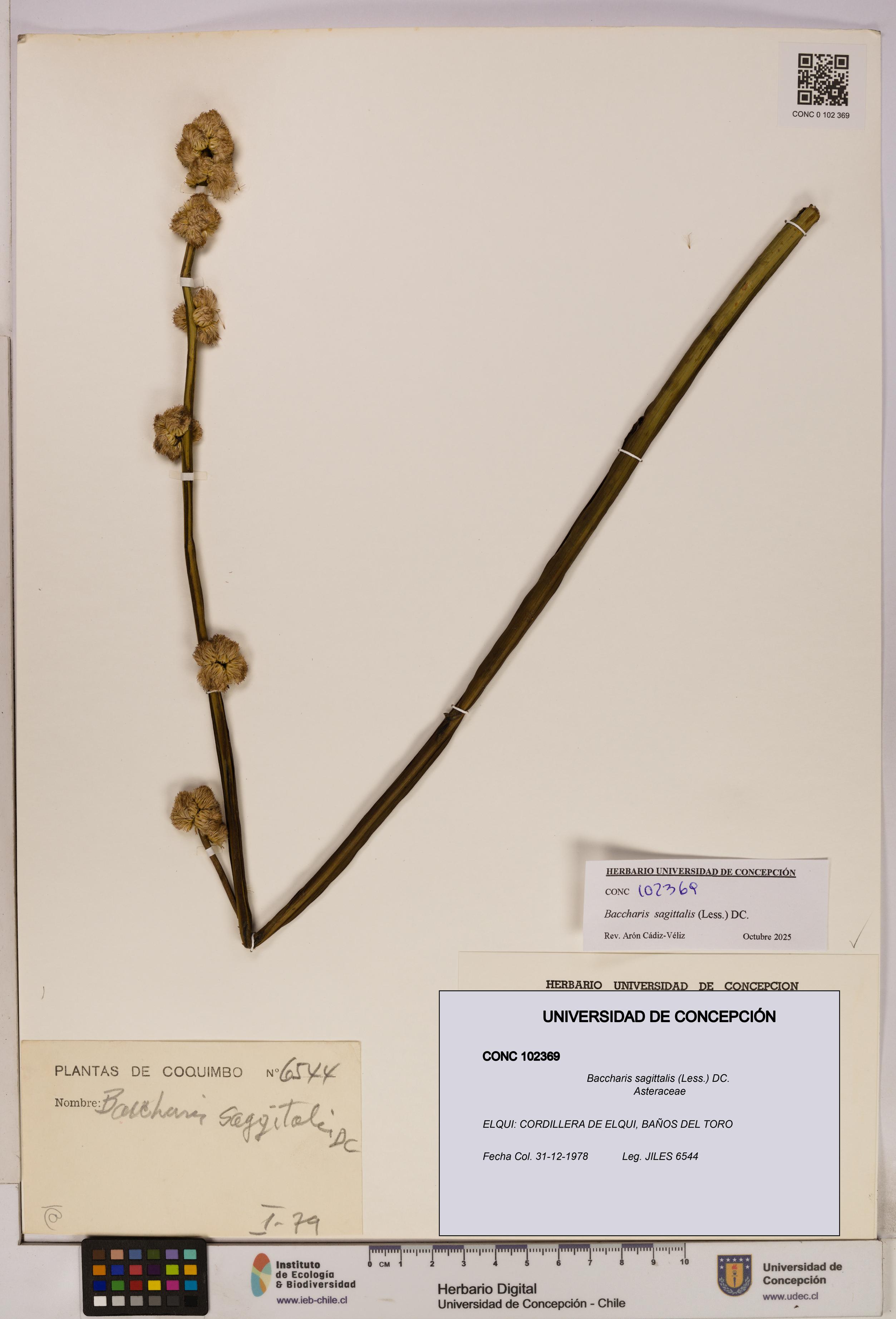 Baccharis sagittalis [Espécimen: UDEC:CONC:0102369]