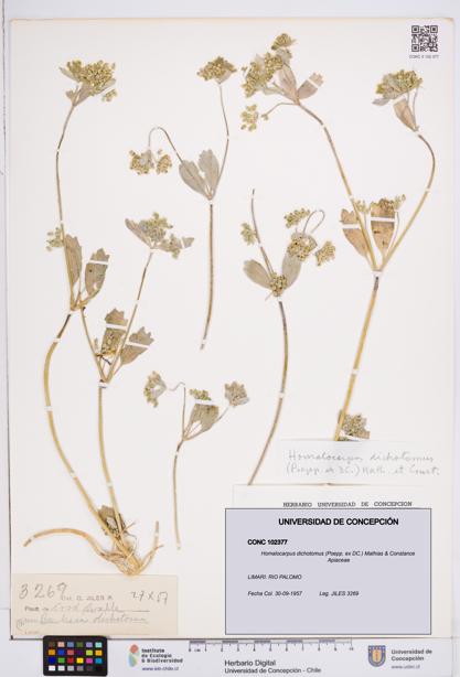 Homalocarpus dichotomus [Espécimen: ]