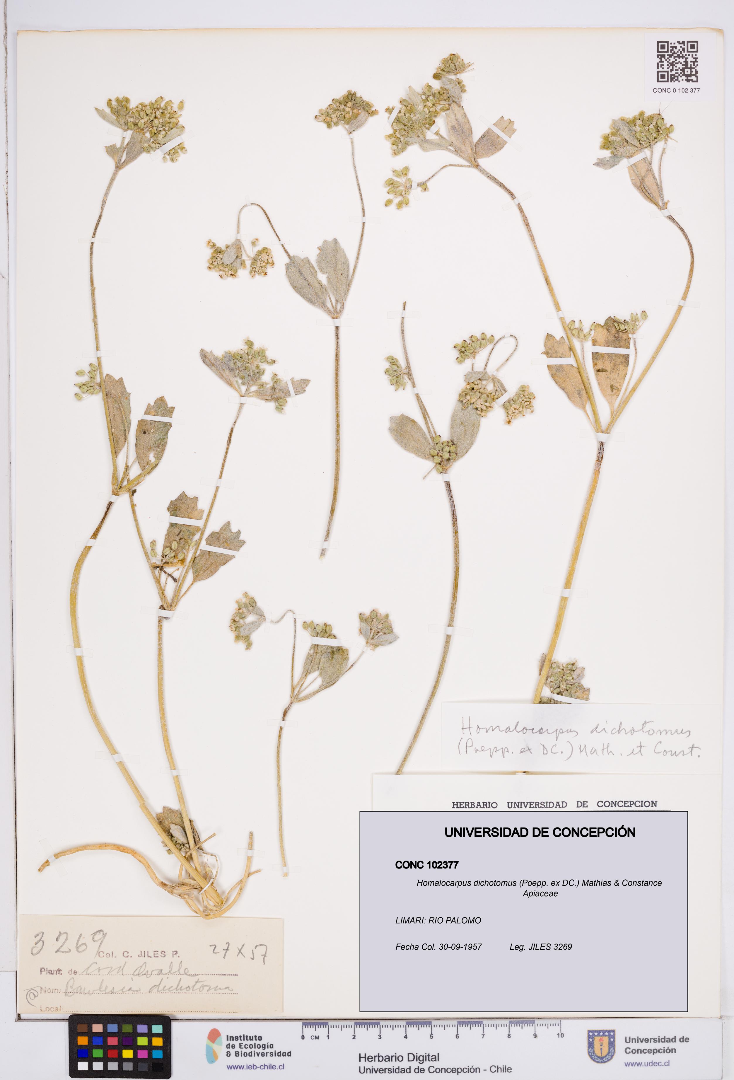 Homalocarpus dichotomus [Espécimen: ]