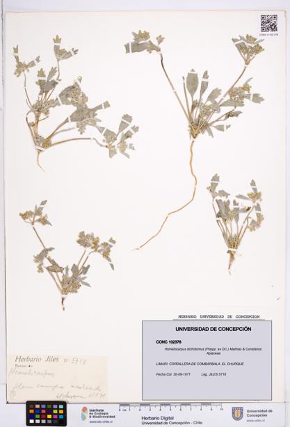 Homalocarpus dichotomus [Espécimen: ]