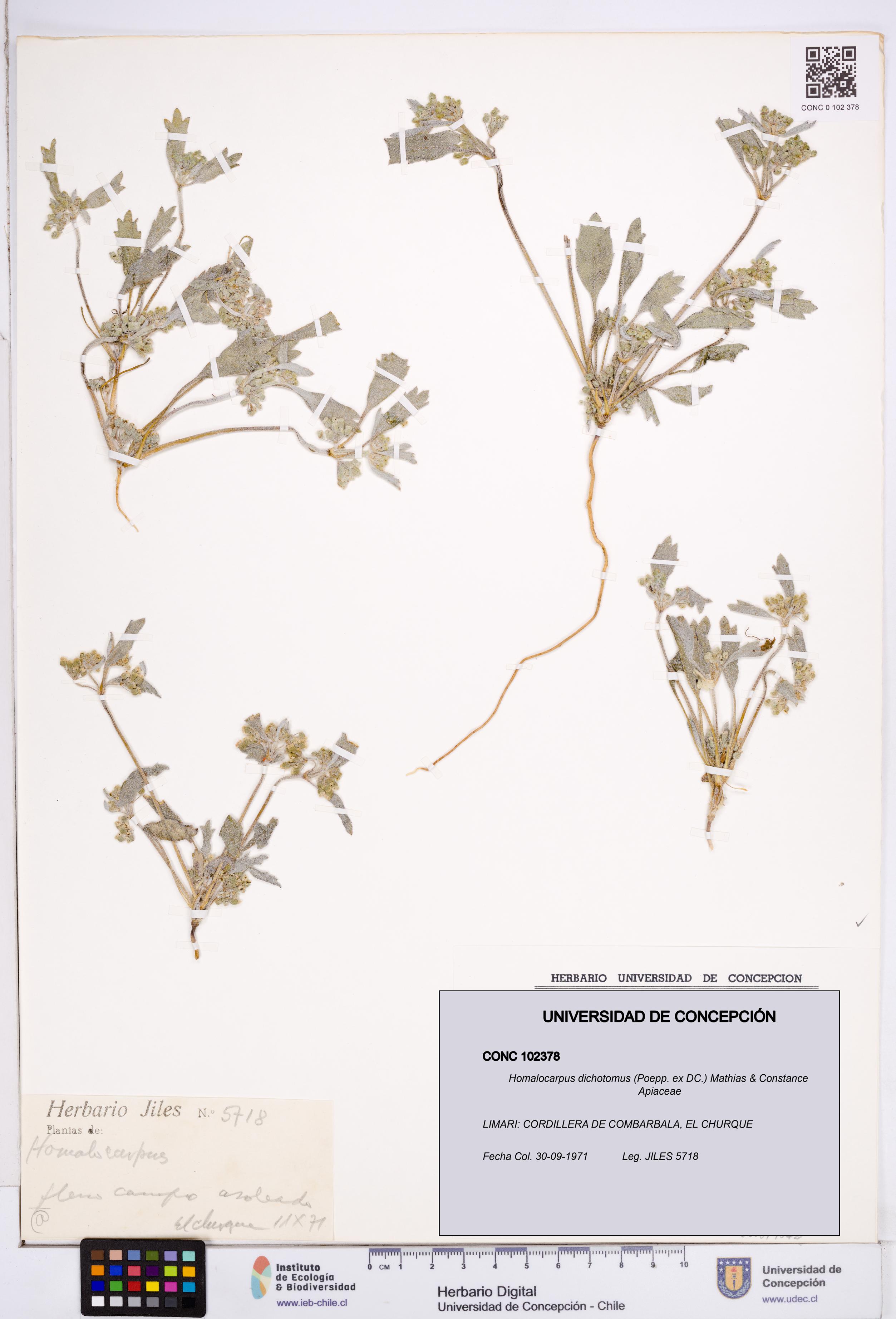 Homalocarpus dichotomus [Espécimen: ]