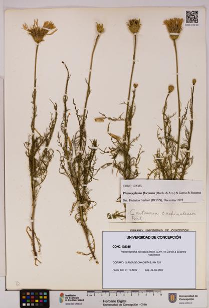 Plectocephalus floccosus [Espécimen: UDEC:CONC:0102385]