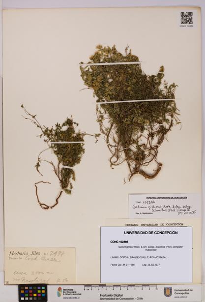 Galium gilliesii subsp. telanthos [Espécimen: UDEC:CONC:0102386]