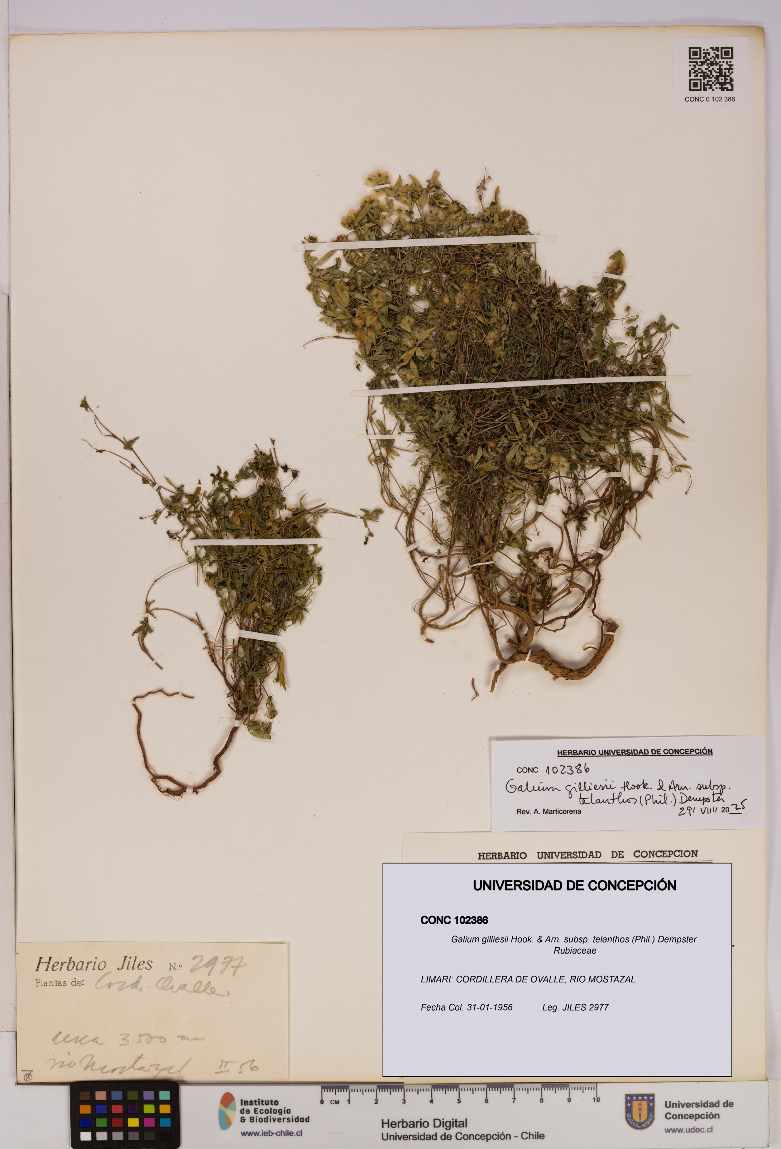 Galium gilliesii subsp. telanthos [Espécimen: UDEC:CONC:0102386]