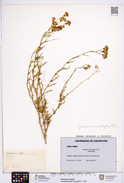 Senecio microphyllus [Espécimen: ]