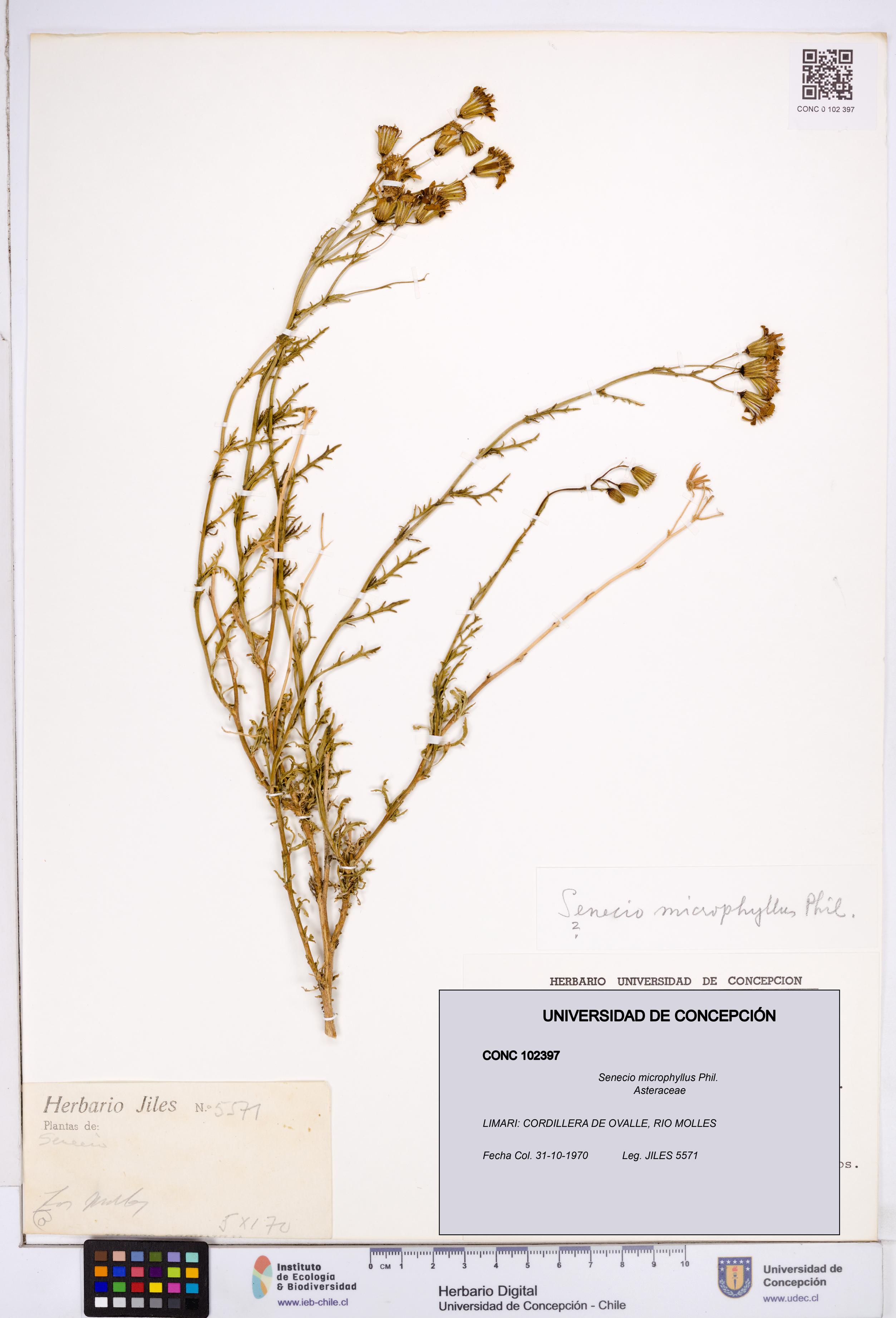 Senecio microphyllus [Espécimen: ]