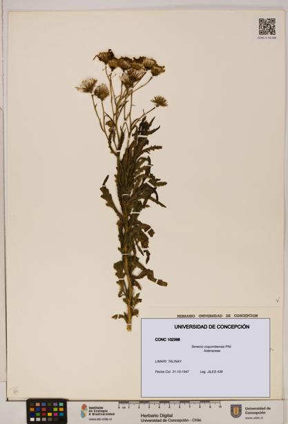 Senecio coquimbensis [Espécimen: UDEC:CONC:0102398]