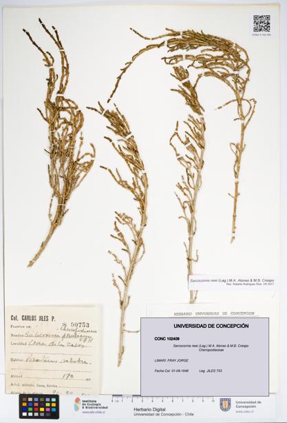 Sarcocornia neei [Espécimen: UDEC:CONC:0102409]