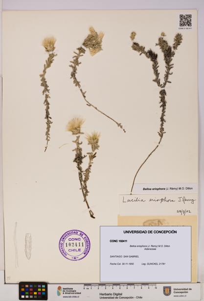 Belloa eriophora [Espécimen: UDEC:CONC:0102411]