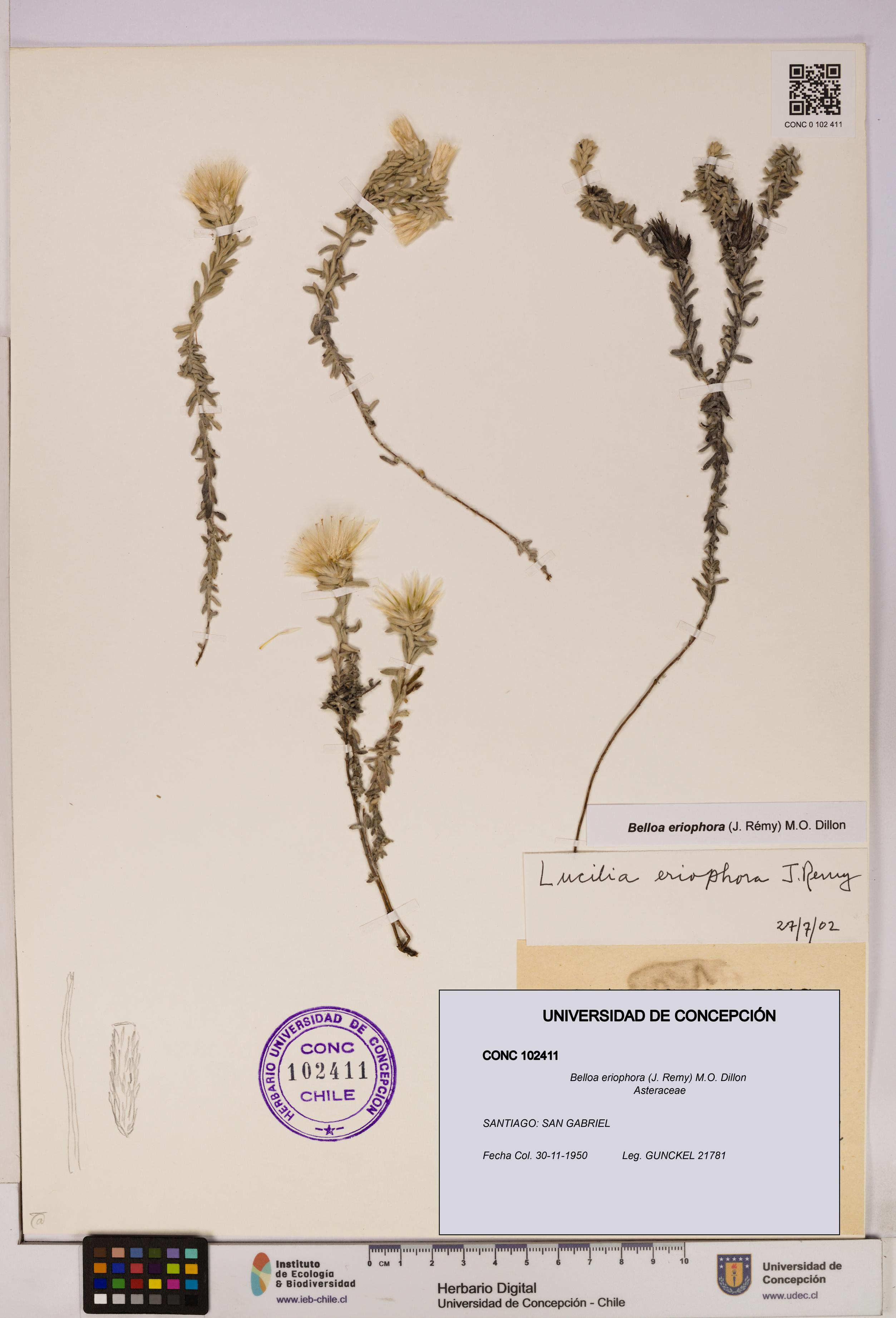 Belloa eriophora [Espécimen: UDEC:CONC:0102411]