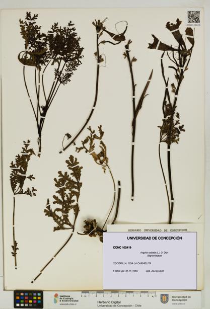 Argylia radiata [Espécimen: UDEC:CONC:0102419]