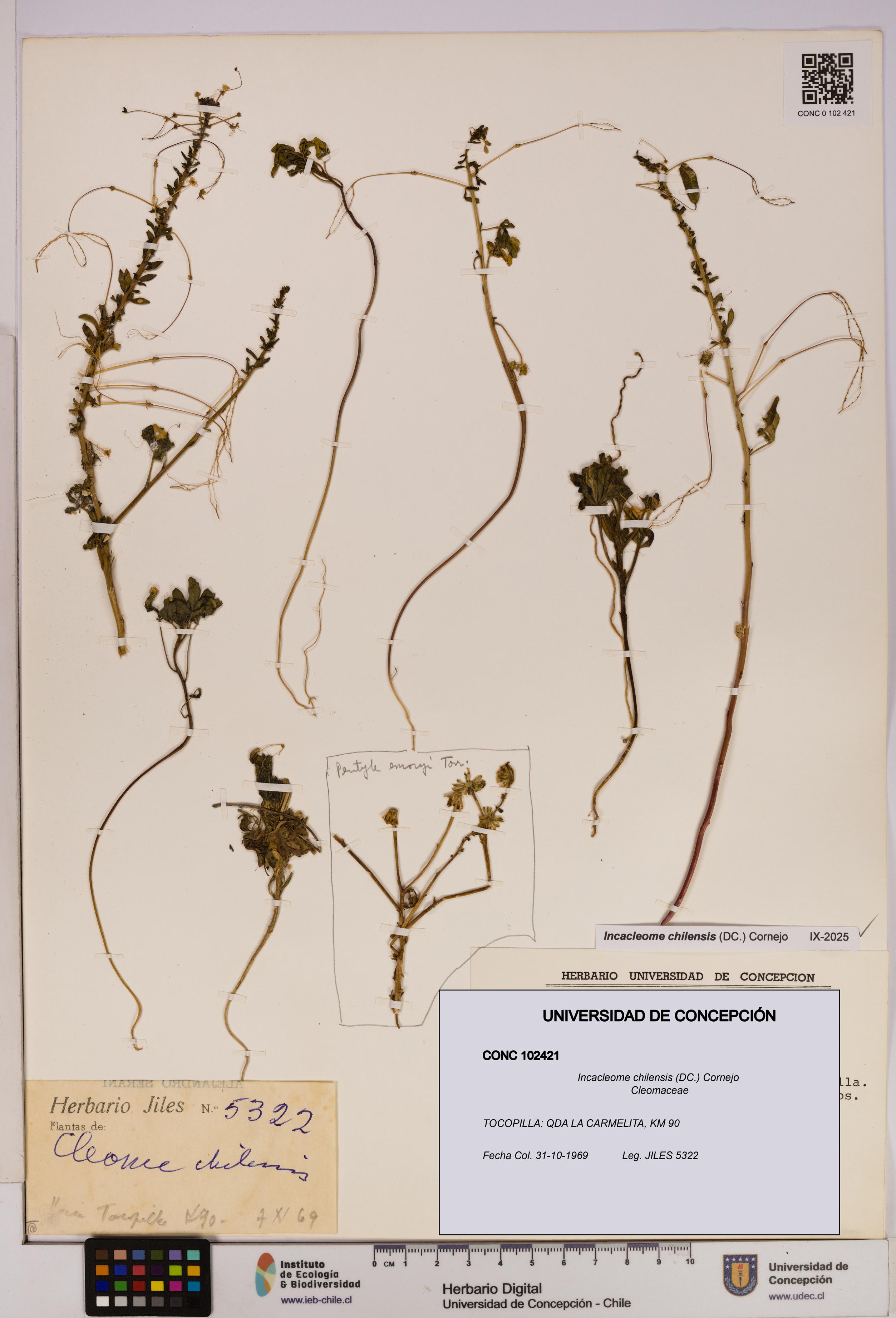 Incacleome chilensis [Espécimen: UDEC:CONC:0102421]