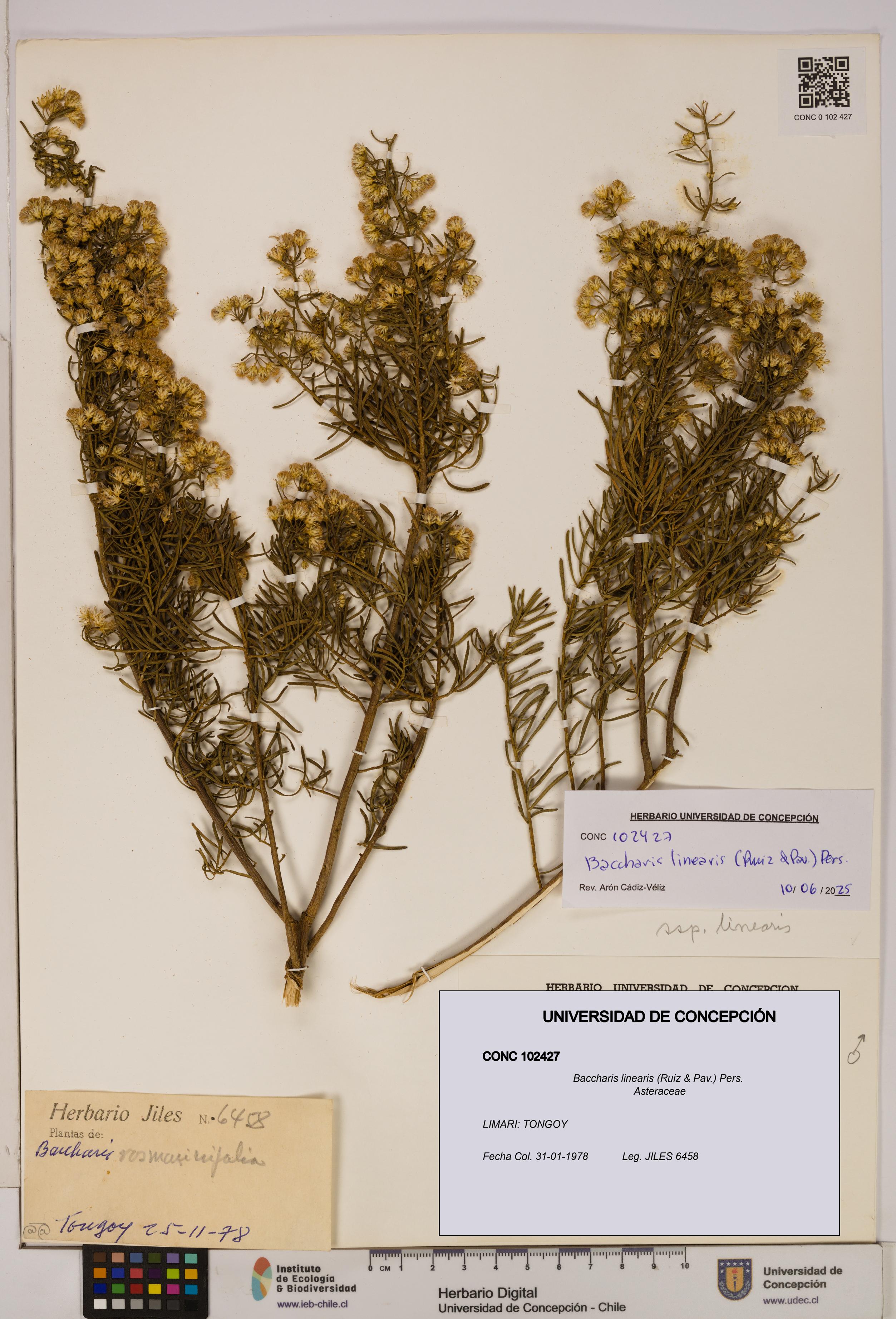 Baccharis linearis [Espécimen: UDEC:CONC:0102427]