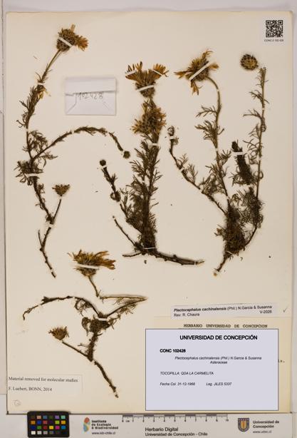 Plectocephalus cachinalensis [Espécimen: ]