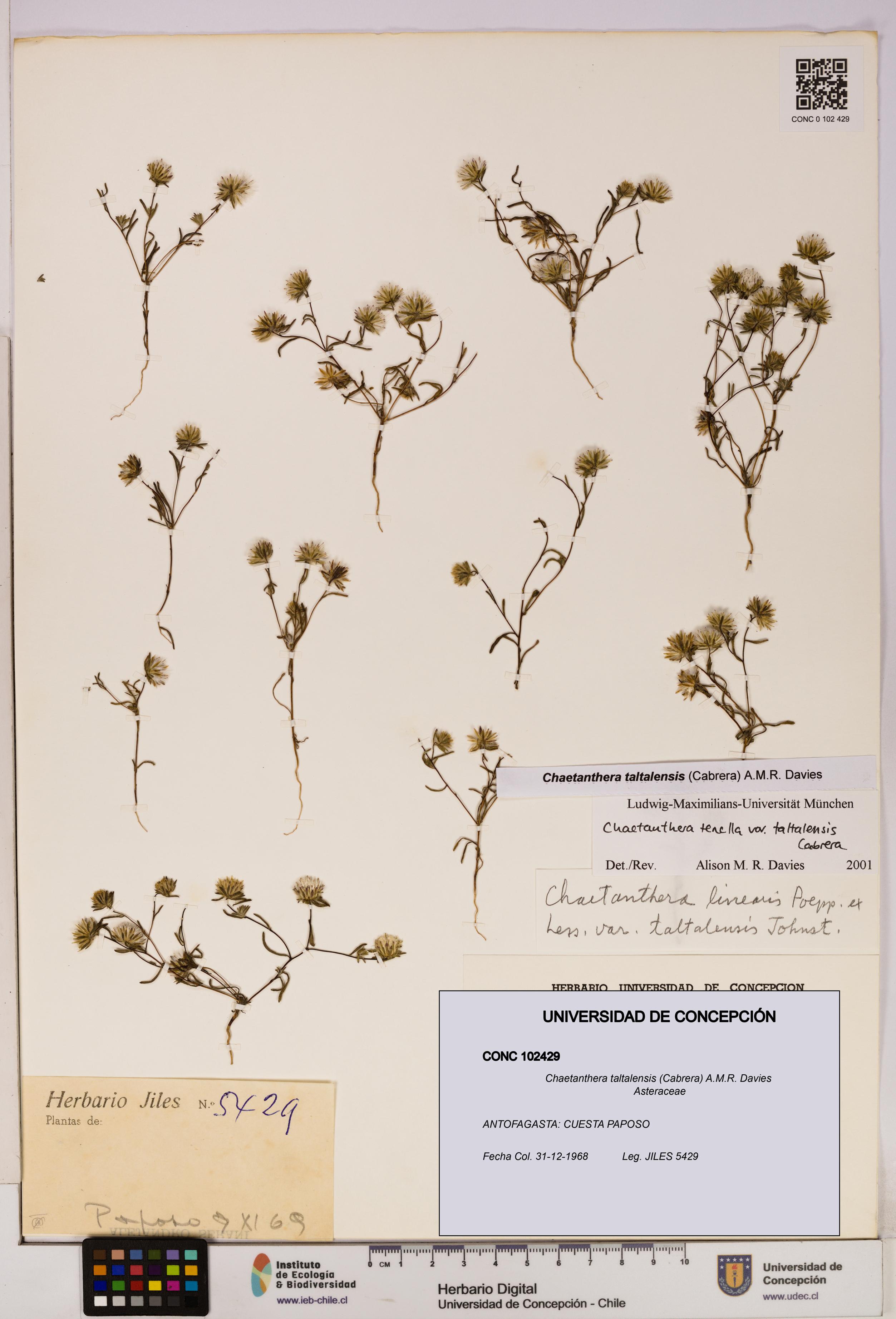 Chaetanthera taltalensis [Espécimen: UDEC:CONC:0102429]