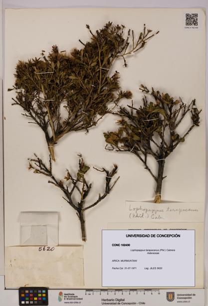 Lophopappus tarapacanus [Espécimen: UDEC:CONC:0102430]