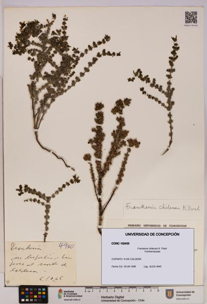 Frankenia chilensis [Espécimen: UDEC:CONC:0102433]